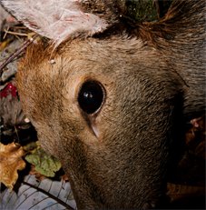 Photo titled A Deer Shot Dead, November 2009, Kamaishi, Iwate, taken by Masaru Tatsuki