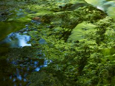 林 明輝ブナの森の緑の映り込み　2011の写真