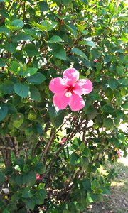 Image of Hibiscus blooming on campus