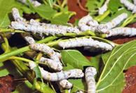 Photo of Koishimaru silkworms