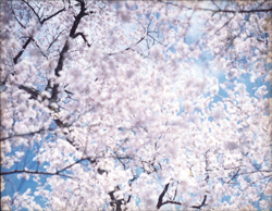 Photo titled Sakura N-6, taken by Risaku Suzuki 