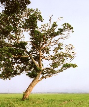 Tsunami no ki [Tsunami Trees] 