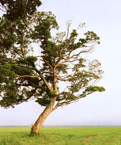 Tsunami no ki [Tsunami Trees] 