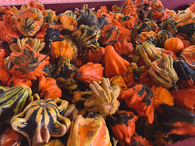 畑には大きさや形がさまざまなパンプキンがたくさん