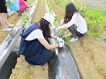 阿蘇にて農業ボランティアの写真