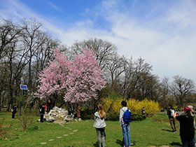 ルーマニアに植えられた桜の写真