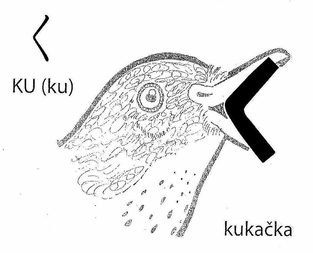 チェコ語の連想法のカード