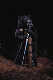 Photo of Black Bear Plays with Camera