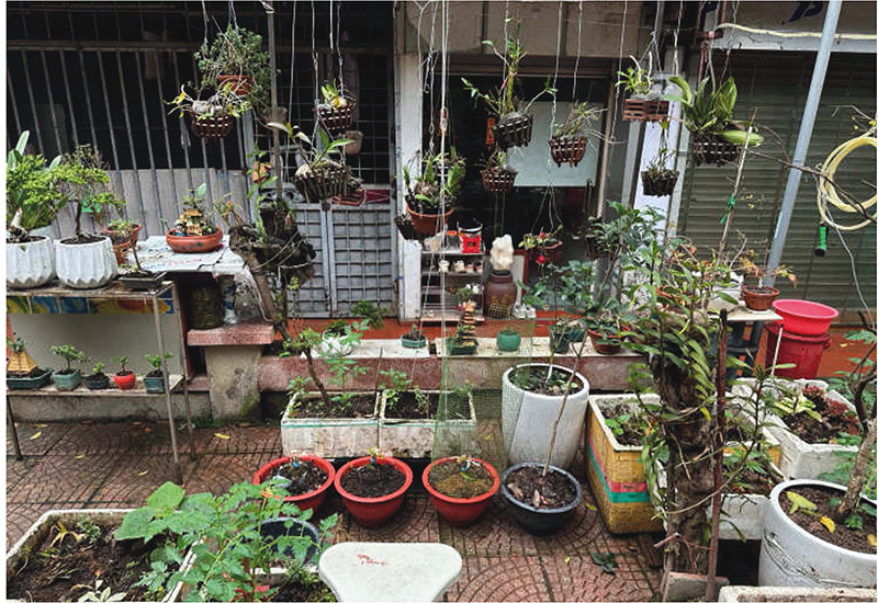 棚や地面に植木鉢やプランター等が所狭しと並び、上からも吊り下げられている